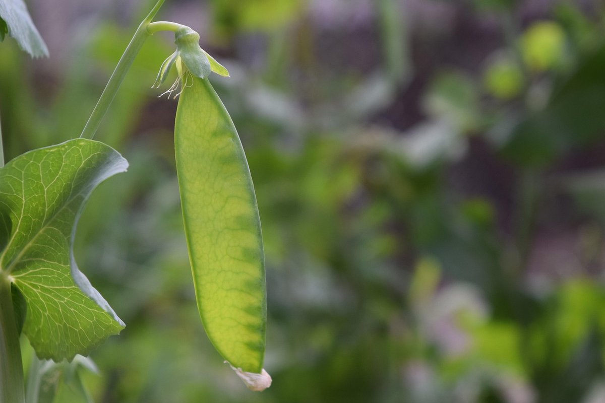 Unlock Fresh Flavor: The Nutritional Benefits of Homegrown Sugar Snap Peas